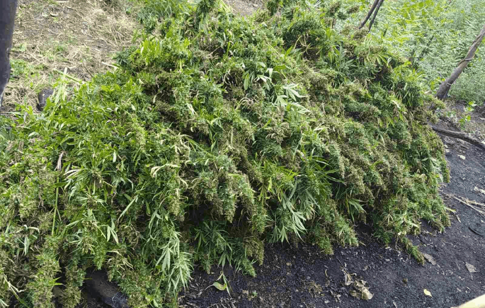 PRONAĐENA CRNOGORSKA ‘JOVANJICA’: Na plantaži 1.330 stabljika marihuane